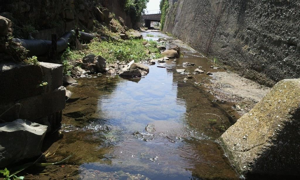 Rio Salivoli (Piombino) - rospi smeraldini in città!